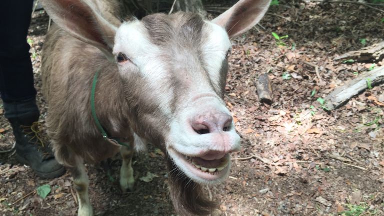 Charlie Brown is a bit self-centered - just don't tell her we said that. She likes to pose and smile for the camera.