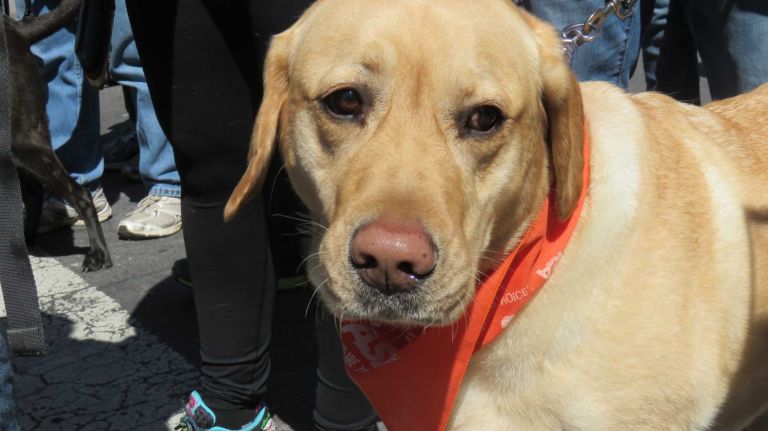 A dog walks down Broadway in the first NYC Paws Parade and Adoptapalooza, organized by the ASPCA and the Mayor's Alliance for NYC's Animals, on April 10, 2016.