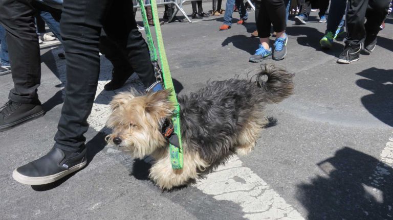 A dog walks down Broadway in the first NYC Paws Parade and Adoptapalooza, organized by the ASPCA and the Mayor's Alliance for NYC's Animals, on April 10, 2016.