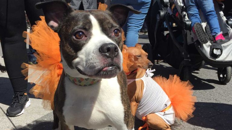 Dogs up for adoption at the first NYC Paws Parade and Adoptapalooza, organized by the ASPCA and the Mayor's Alliance for NYC's Animals, on April 10, 2016.