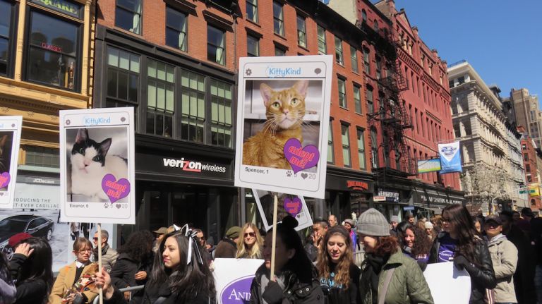 People hold up pictures of cats available for adoption at the first NYC Paws Parade and Adoptapalooza, organized by the ASPCA and the Mayor's Alliance for NYC's Animals, on April 10, 2016.
