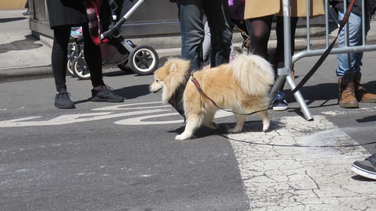 A dog walks down Broadway in the first NYC Paws Parade and Adoptapalooza, organized by the ASPCA and the Mayor's Alliance for NYC's Animals, on April 10, 2016.