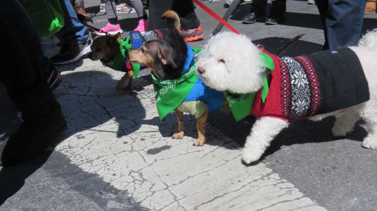 Dogs walk down Broadway in the first NYC Paws Parade and Adoptapalooza, organized by the ASPCA and the Mayor's Alliance for NYC's Animals, on April 10, 2016.