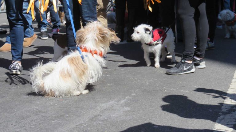 Dogs walk down Broadway in the first NYC Paws Parade and Adoptapalooza, organized by the ASPCA and the Mayor's Alliance for NYC's Animals, on April 10, 2016.