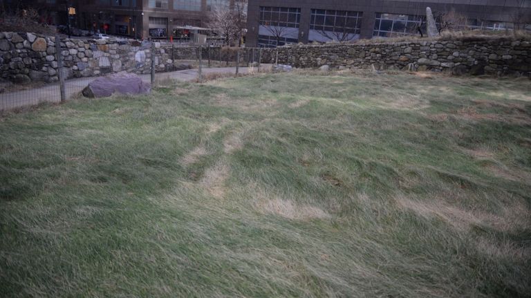Bearberry, Foxglove, Ling Heather, Blackthorn and more, for a total of 62 indigenous plants, can be found on the grounds of the Irish Hunger Memorial. The plants are maintained and preserved in their natural state to mirror a rural landscape similar to that of western Ireland. There are about a dozen different grasses on the memorial, Tolle said in an audio portion of the memorial's app.