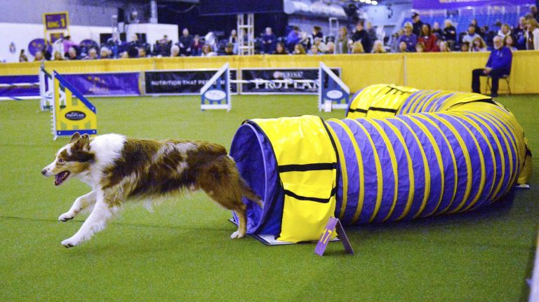 Westminster Masters Agility Championship 2016 26 Spin, an Australian shepherd dog, competes in the agility competition at the annual Westminster Kennel Club Dog Show in Manhattan on Saturday, Feb. 13, 2016.