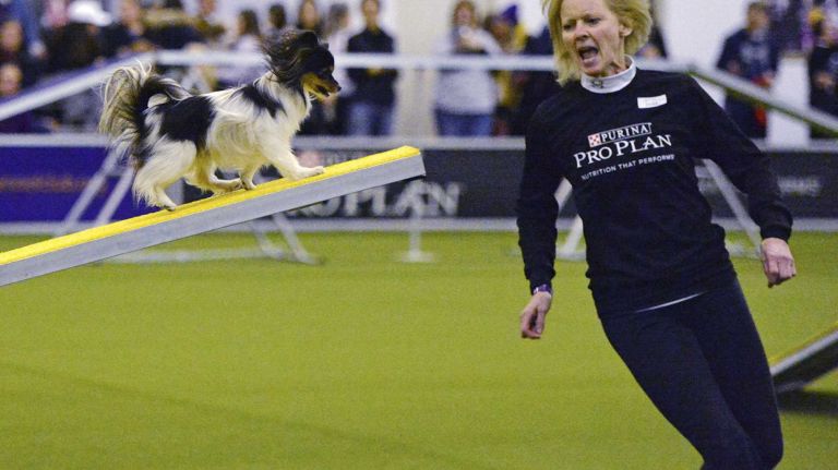Westminster Masters Agility Championship 2016 27 Wren, a Papillon, competes in the agility competition at the 140th Annual Westminster Kennel Club Dog Show in Manhattan on Saturday, Feb. 13, 2016.