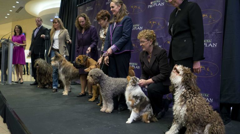 From left, the new breeds are: Bergamasco, Berger Picard, Boerboel, Cirneco dell'Etna, Lagotto Romagnolo, Miniature American Shepherd and Spanish Water Dog. They were introduced for the first time in anticipation of the 140th annual Westminster Kennel Club Dog Show at Madison Square Garden in Manhattan on Thursday, Jan. 21, 2016. 