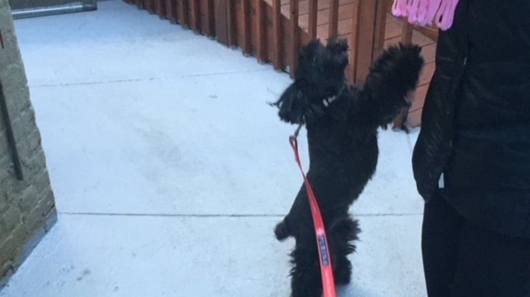 URIPALS allows domestic abuse survivors in New York City to live at shelters with their furry friends.