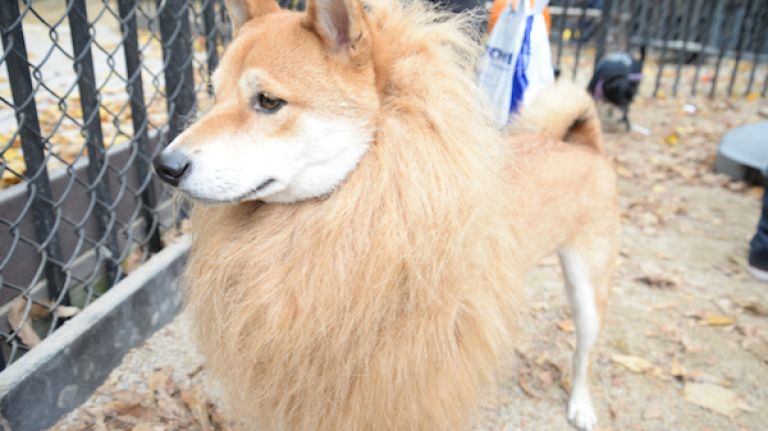 This 4-year-old Shiba Inu spent his first year at the dog parade scouting for friends to join his pride.