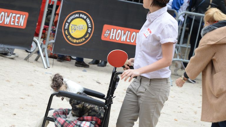 Lt. Dan and his pal Forrest Gump made their way down the runway to a cheering crowd at the Tompkins Square Halloween Dog Parade.