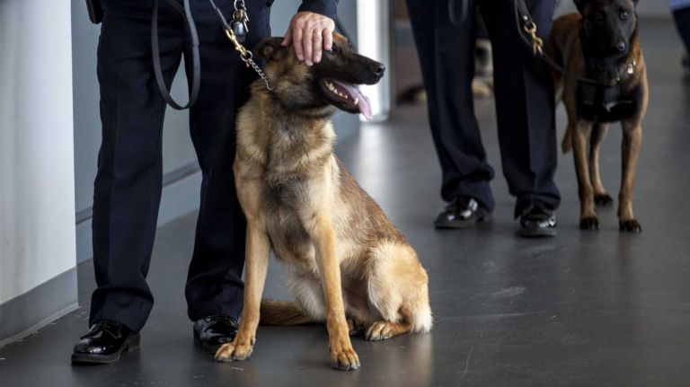 One of the dogs that graduated from the NYPD Transit Canine Graduation Ceremony at the New York Police Academy on Tuesday, Oct. 6, 2015. 