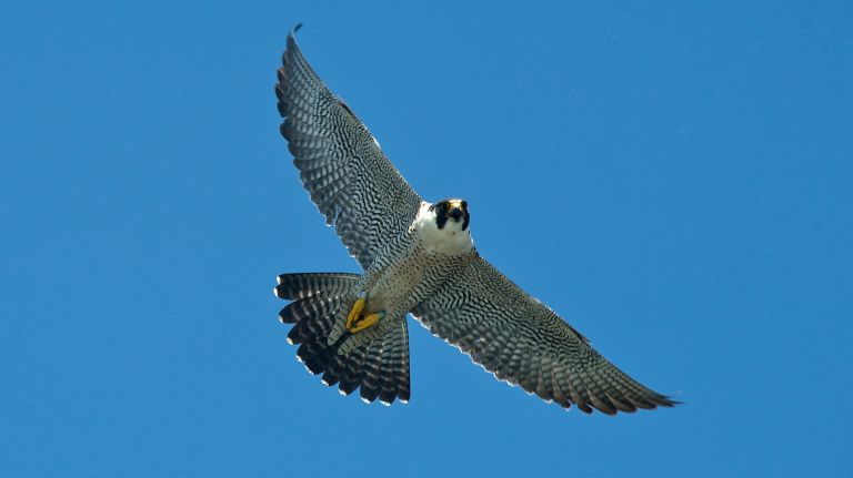 Where do peregrine falcons live in New York City? NYCurious 2 A peregrine falcon flies over the Verrazzano-Narrows Bridge in May 2016.