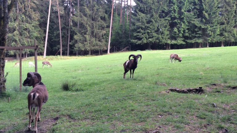 Located near the Czech and Austrian borders, the Bavarian Forest looks like something out of a storybook. The Bavarian Forest region is about 90 miles long and 30 miles wide. Recognizing its significance, the Bavarian Forest National Park became the first national park in Germany in 1970. At the Falkenstein Visitors' Center, there are trails and animals that can come right up to you. There are several dedicated hiking trails, including the Lusen Hiking Area, the Großer Falkenstein and the Rachel Hiking Area, near the park's only glacial lake, Lake Rachelsee. For a peak into what an unpopulated Germany would look like, the Bavarian Forest is a must. For more information, go to https://www.nationalpark-bayerischer-wald.de/english/index.htm.