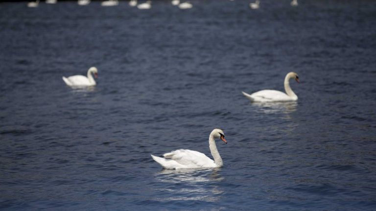 A view of Sheepshead Bay from Shore Boulevard at Manhattan Beach, New York on June 8, 2015. ?By Yeong-Ung Yang