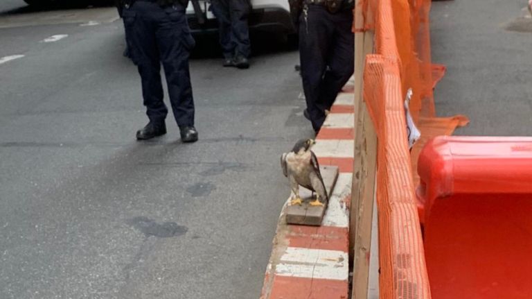 Where do peregrine falcons live in New York City? NYCurious 4 A peregrine falcon lands in the street in the Financial District on Sept. 9.
