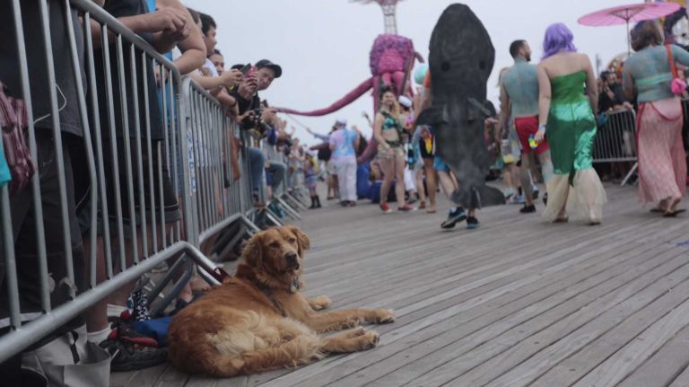 2015 Coney Island Mermaid Parade photos 44 A dog at the Mermaid Parade in Coney Island on Saturday, June 20, 2015.