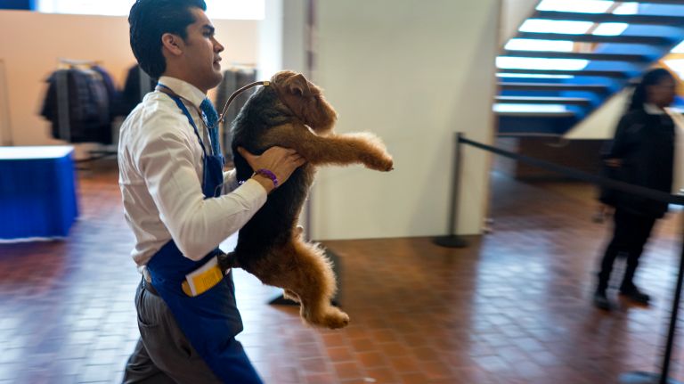 Westminster Kennel Club Dog Show brings top canines to NYC 95 A groomer keeps a Welsh terrier neat while moving quickly toward the show rings and benching area at the 141st annual Westminster Kennel Club dog show in Manhattan Tuesday, Feb. 14, 2017.