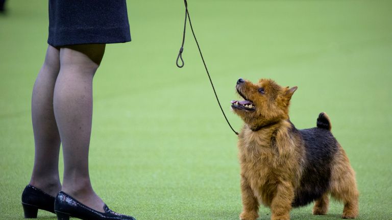 Westminster Kennel Club Dog Show brings top canines to NYC 98 A Norwich terrier competes just before winning the terrier group at the 141st annual Westminster Kennel Club dog show at Madison Square Garden in Manhattan Tuesday, Feb. 14, 2017.