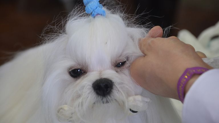 Westminster Kennel Club Dog Show brings top canines to NYC 126 A dog gets ready to compete at the 141st annual Westminster Kennel Club Dog Show in Manhattan on Monday, Feb. 13, 2017.