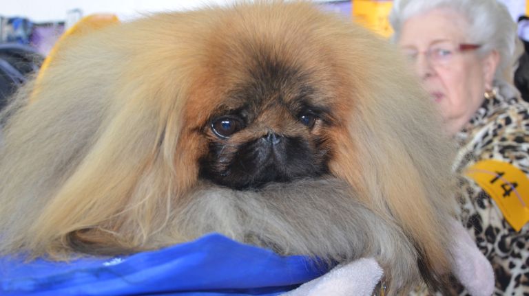 Westminster Kennel Club Dog Show brings top canines to NYC 127 A dog gets ready to compete at the 141st annual Westminster Kennel Club Dog Show in Manhattan on Monday, Feb. 13, 2017.