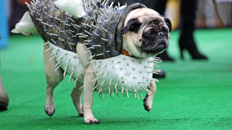 This prickly pug joins hundreds of dogs and their owners in the annual Halloween Dog Parade at Tompkins Square Park, Manhattan, October 22, 2016.