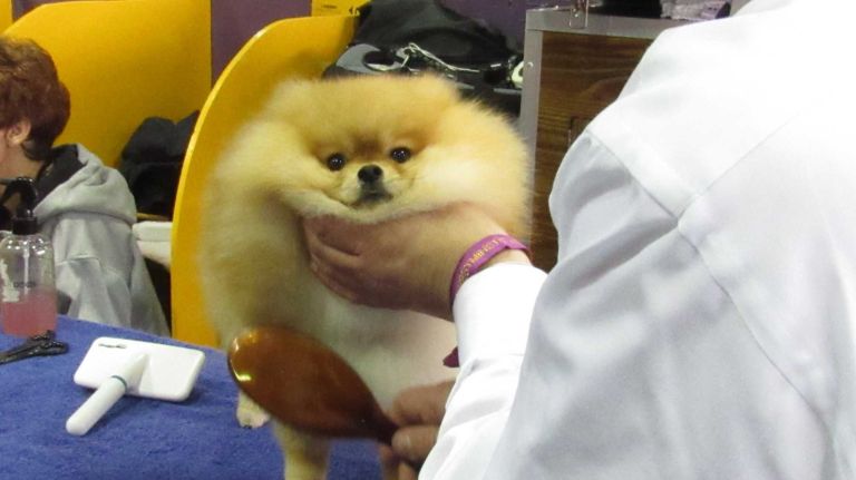 Westminster Dog Show 2016: 15 dogs more pampered than you 15 A Pomeranian gets some thorough grooming before going to the ring at the 140th Westminster Kennel Club Dog Show on Monday, Feb. 15, 2016.