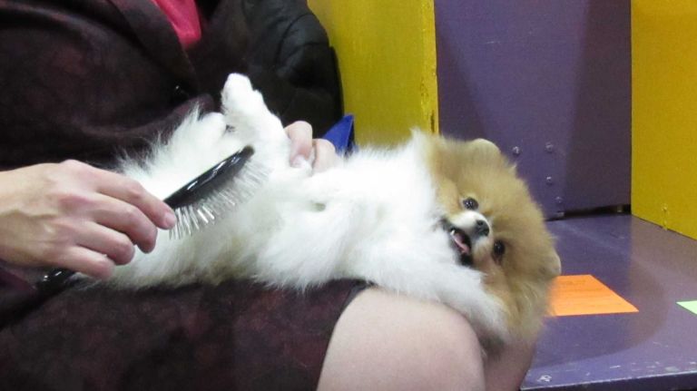Westminster Dog Show 2016: 15 dogs more pampered than you 17 A thorough grooming prepares this Pomeranian for the ring at the 140th Westminster Kennel Club Dog Show on Monday, Feb. 15, 2016.