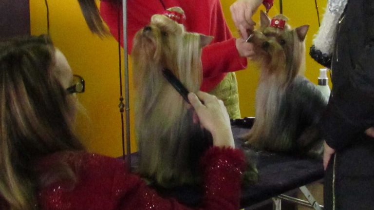 Westminster Dog Show 2016: 15 dogs more pampered than you 25 Yorkshire terriers get groomed before going to the ring at the 140th Westminster Kennel Club Dog Show on Monday, Feb. 15, 2016.