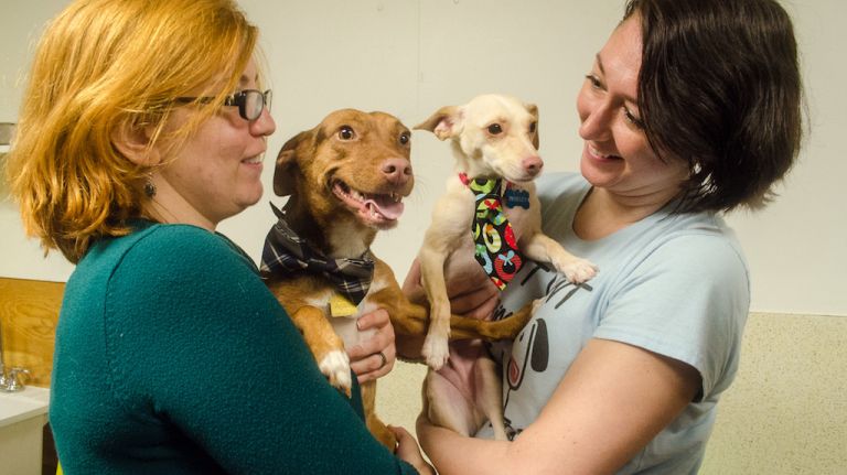 Animal Lighthouse Rescue reunites rescued dogs from Puerto Rico at NYC party 13 Brothers Linus, left, and Bentley show off their ties with their respective mothers, Brooklynite Victoria Keelan, left, and Lara Slater, who lives on the Upper West Side. Both dogs were adopted on the same day.
