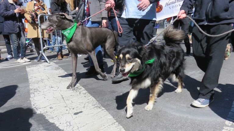 Dogs walk down Broadway in the first NYC Paws Parade and Adoptapalooza, organized by the ASPCA and the Mayor's Alliance for NYC's Animals, on April 10, 2016.