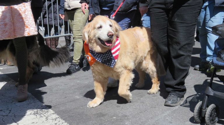 A dog walks down Broadway in the first NYC Paws Parade and Adoptapalooza, organized by the ASPCA and the Mayor's Alliance for NYC's Animals, on April 10, 2016.