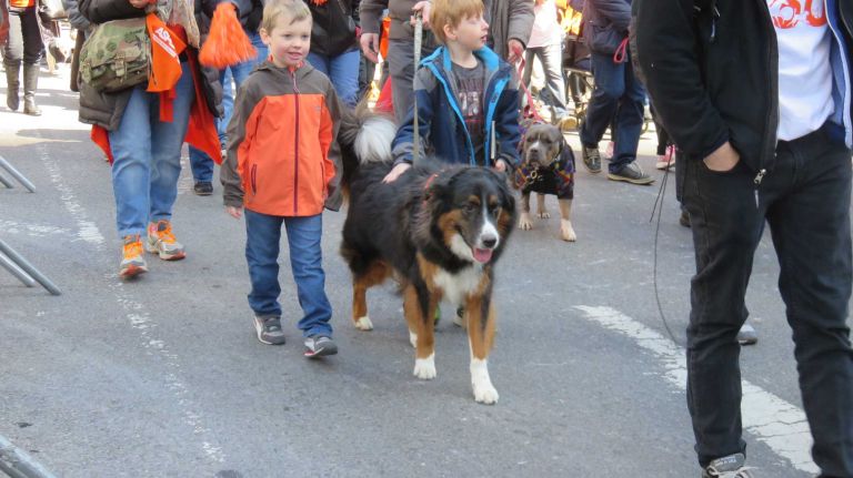 Dogs walk down Broadway in the first NYC Paws Parade and Adoptapalooza, organized by the ASPCA and the Mayor's Alliance for NYC's Animals, on April 10, 2016.