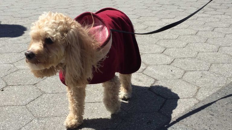 A dog at the first NYC Paws Parade and Adoptapalooza, organized by the ASPCA and the Mayor's Alliance for NYC's Animals, on April 10, 2016.