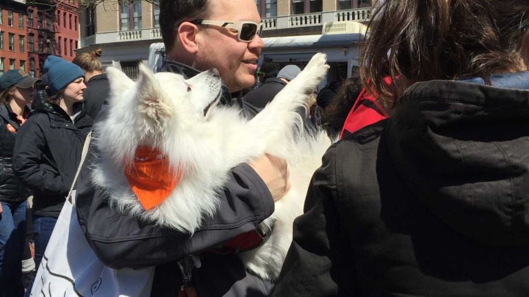 A dog at the first NYC Paws Parade and Adoptapalooza, organized by the ASPCA and the Mayor's Alliance for NYC's Animals, on April 10, 2016.