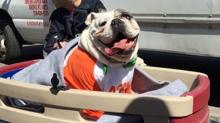 A dog at the first NYC Paws Parade and Adoptapalooza, organized by the ASPCA and the Mayor's Alliance for NYC's Animals, on April 10, 2016.