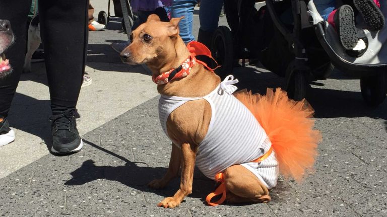 A dog at the first NYC Paws Parade and Adoptapalooza, organized by the ASPCA and the Mayor's Alliance for NYC's Animals, on April 10, 2016.