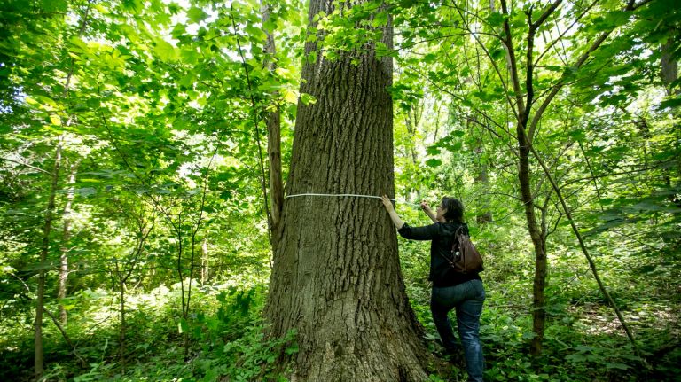 Biologist and plant ecologist Helen Forgione, from the  non-profit  Natural Areas Conservancy,  measures a tree in Cunningham Park in Queens, on June 2, 2016.