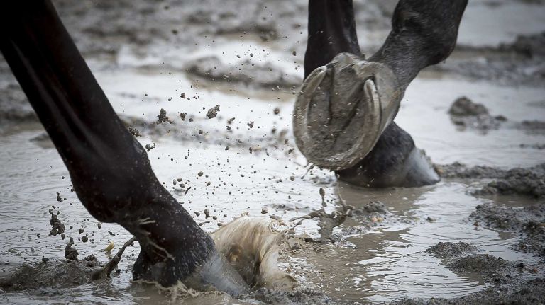 Horses work out on a soupy race track at Belmont Park in Elmont June 2, 2015.