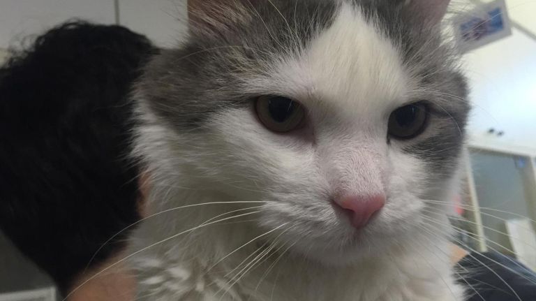 This cat, named Fulton, survived an attack on Fulton Street  in Bedford-Stuyvesant.