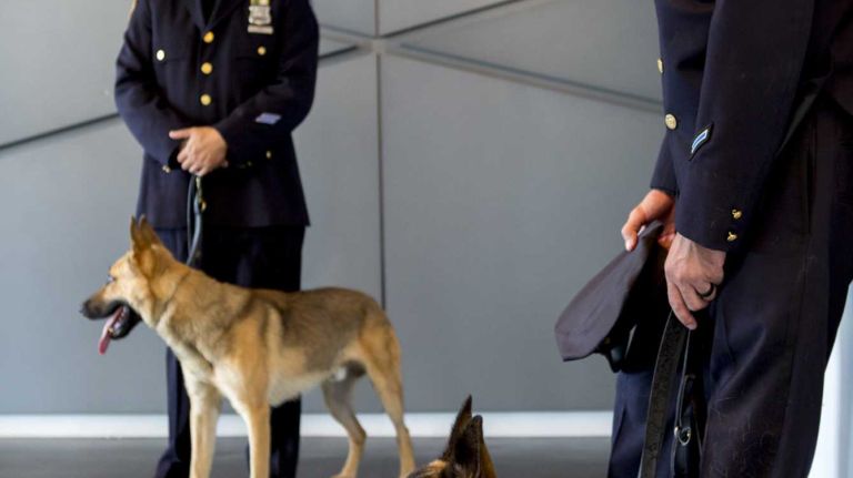 New York Police Officers and their canines standby before taking part in the NYPD Transit Canine Graduation Ceremony at the Police Academy in Queens on Thursday, on Oct. 6, 2015.