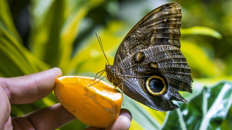 An Owl butterfly eats from an orange in the enclosure called 
