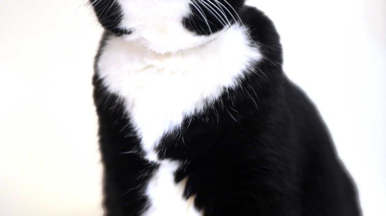 Catalina, a 10-year-old domestic shorthair, came into the ASPCA on June 16 with a broken pelvis. She's since recovered fully and is ready to find a loving family of her own. She is friendly and affectionate and will show you how much she loves you with head bumps and purrs, though it does take her some time to warm up at first. She would be happiest in a quiet and calm home with children older than 10.