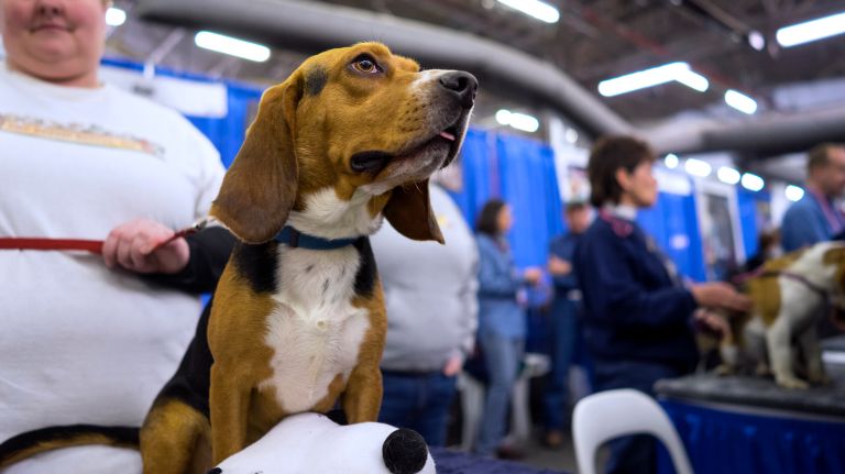 Westminster Kennel Club Dog Show brings top canines to NYC 167 A beagle anxiously waits to be petted again and again by passers-by during the eighth AKC Meet the Breeds day in New York Saturday, Feb. 11, 2017.