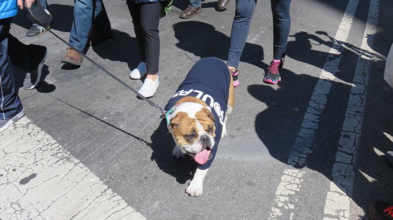 A dog walks down Broadway in the first NYC Paws Parade and Adoptapalooza, organized by the ASPCA and the Mayor's Alliance for NYC's Animals, on April 10, 2016.