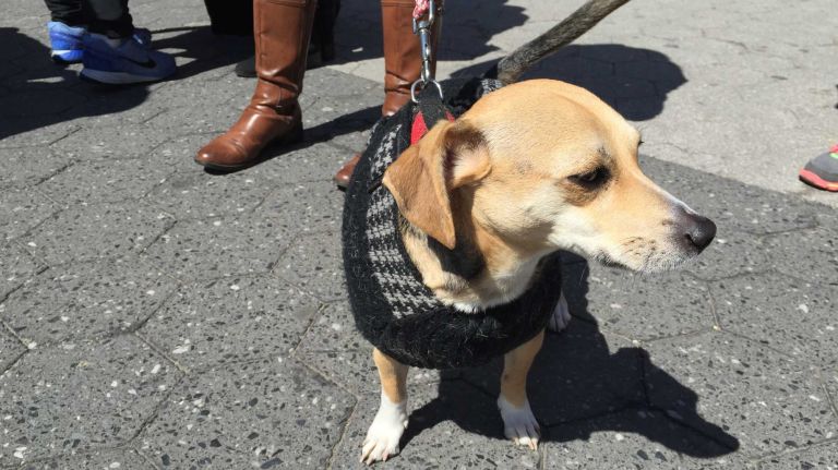 A dog at the first NYC Paws Parade and Adoptapalooza, organized by the ASPCA and the Mayor's Alliance for NYC's Animals, on April 10, 2016.