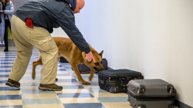 New MTA K-9 facility will open this spring in Dutchess County 4 MTA Police Department Canine trainer Allen Kirsch trains his canine, Sentry, in the largest K-9 training facility in the States located in Stormville, NY.