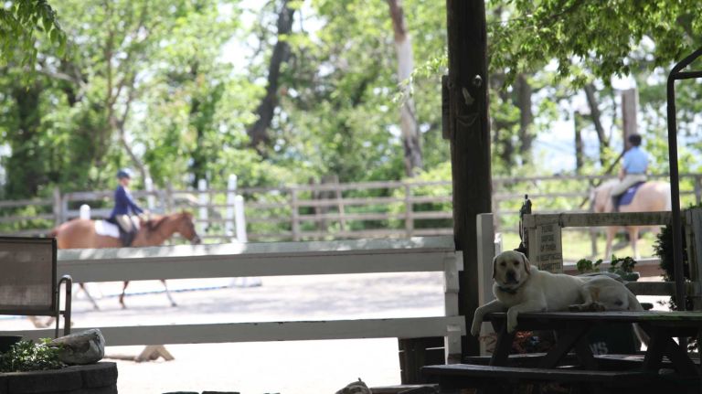 The Seguine Equestrian Center, in Prince's Bay, Staten Island, Friday, May 22, 2015.