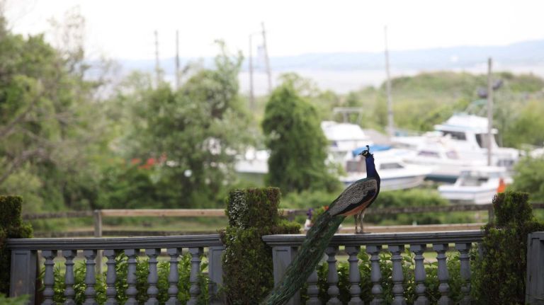 A peacock in the garden of the Seguine Mansion in Prince's Bay, Staten Island, Friday, May 22, 2015.