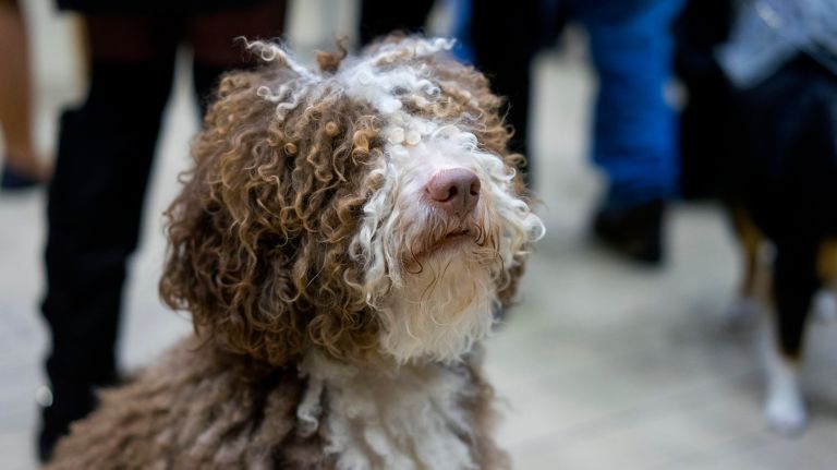 
A Spanish Water Dog, a new breed to the competition this year, sits quietly during a kickoff event for the 140th Annual Westminster Kennel Club Dog Show at Madison Square Garden in Manhattan, Thursday, Jan. 21, 2016. Six other new breeds will compete this year.